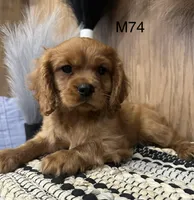 Winston , a male Cavalier King Charles Spaniel for sale in West Point, IA – Photo 6 of 10