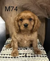 Winston , a male Cavalier King Charles Spaniel for sale in West Point, IA – Photo 2 of 10