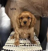 Winston , a male Cavalier King Charles Spaniel for sale in West Point, IA – Photo 7 of 10