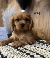 Winston , a male Cavalier King Charles Spaniel for sale in West Point, IA – Photo 10 of 10