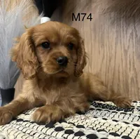 Winston , a male Cavalier King Charles Spaniel for sale in West Point, IA – Photo 5 of 10