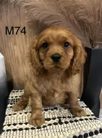 Winston , a male Cavalier King Charles Spaniel for sale in West Point, IA – Photo 4 of 10