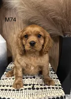 Winston , a male Cavalier King Charles Spaniel for sale in West Point, IA – Photo 9 of 10