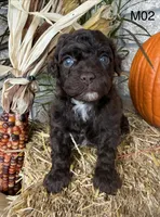 Winston , a male Poodle - Miniature  for sale in West Point, IA – 2 of 10