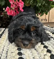 Bella, a female Cockapoo for sale in West Point, IA – 8 of 10