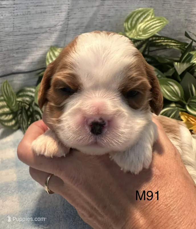 Cooper – Cavalier King Charles Spaniel puppy for sale in West Point, IA