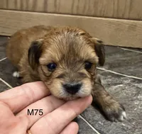 Blaze, a male Yorkipoo for sale in West Point, IA – 8 of 10