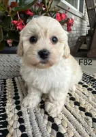 Molly , a female Maltipoo for sale in West Point, IA – 4 of 9