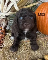 Milo, a male Poodle - Miniature  for sale in West Point, IA – 7 of 10