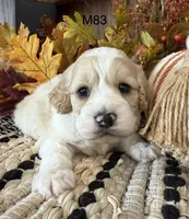 Oakley, a male Cockapoo for sale in West Point, IA – 6 of 8