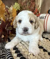Hunter, a male Cockapoo for sale in West Point, IA – 4 of 9