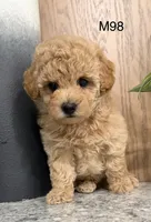 Brick , a male Maltipoo for sale in West Point, IA – 9 of 10
