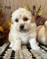 Mary, a female Maltipoo for sale in West Point, IA – 9 of 10