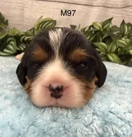 Bruno, a male Cavalier King Charles Spaniel for sale in West Point, IA – 4 of 10