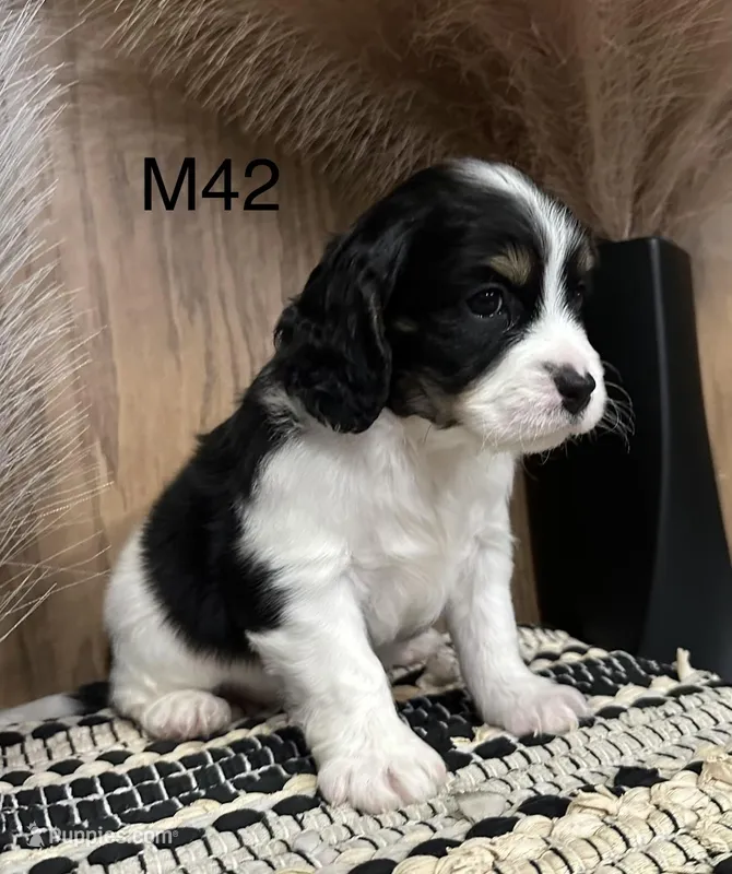 Leo – Cavapoo puppy for sale in West Point, IA