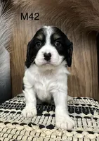 Leo, a male Cavapoo for sale in West Point, IA – Photo 6 of 6