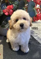 Ben, a male Maltipoo for sale in West Point, IA – 3 of 10