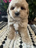 Toby, a male Maltipoo for sale in West Point, IA – 4 of 10