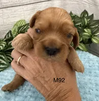 Jax, a male Cavalier King Charles Spaniel for sale in West Point, IA – 1 of 9