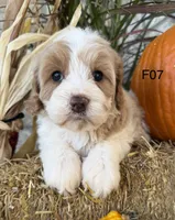Gracie , a female Cockapoo for sale in West Point, IA – 5 of 10