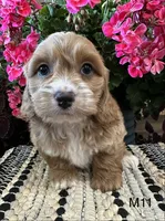 Cooper , a male Cockapoo for sale in West Point, IA – 3 of 10