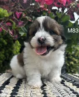 Buddy, a male Bichon Frise and Shih Tzu for sale in West Point, IA – 9 of 10
