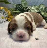 Luna, a female Cavalier King Charles Spaniel for sale in West Point, IA – 5 of 7