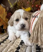 Oakley, a male Cockapoo for sale in West Point, IA – 2 of 8