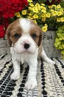 Daisy , a female Cavalier King Charles Spaniel for sale in West Point, IA – 7 of 9