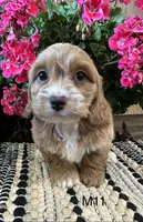 Cooper , a male Cockapoo for sale in West Point, IA – 6 of 10