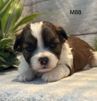 Teddy, a male Bichon Frise and Shih Tzu for sale in West Point, IA – 9 of 9