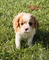 Cooper , a male Cavalier King Charles Spaniel for sale in West Point, IA – 9 of 10