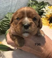 Ruby, a female Cavalier King Charles Spaniel for sale in West Point, IA – 2 of 8