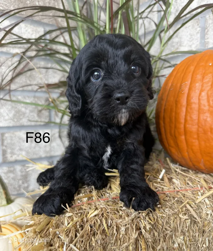 Amber – Cockapoo puppy for sale in West Point, IA