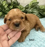 Walter, a male Cavalier King Charles Spaniel for sale in West Point, IA – 1 of 9