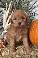 Sophie, a female Poodle - Miniature  for sale in West Point, IA – 9 of 10