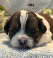 Buddy, a male Bichon Frise and Shih Tzu for sale in West Point, IA – 3 of 8