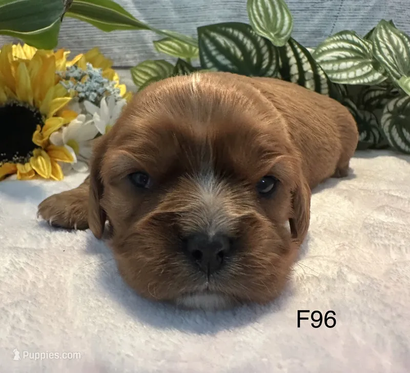 Ruby – Cavalier King Charles Spaniel puppy for sale in West Point, IA