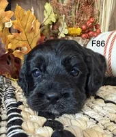 Amber, a female Cockapoo for sale in West Point, IA – 5 of 9