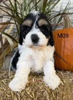 Buster, a male Cockapoo for sale in West Point, IA – 5 of 10