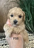 Lucy, a female Maltipoo for sale in West Point, IA – Photo 6 of 10