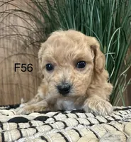 Lucy, a female Maltipoo for sale in West Point, IA – Photo 4 of 10
