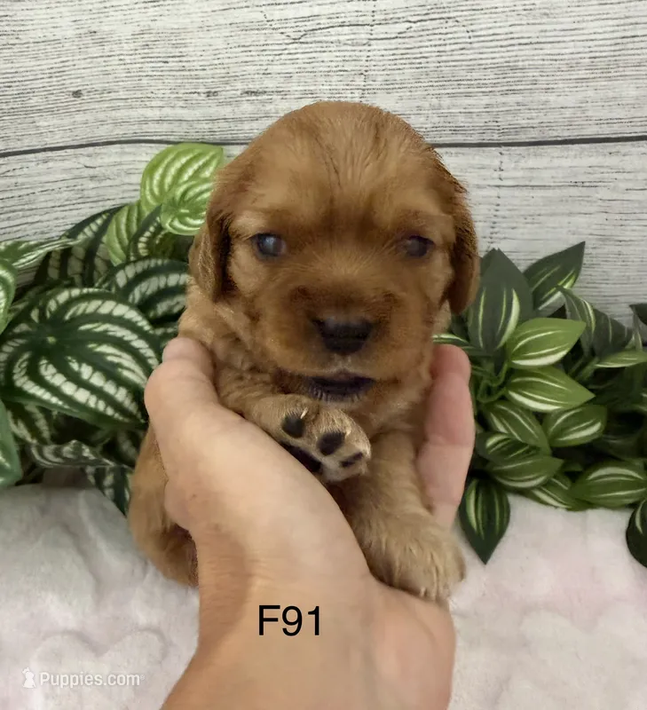 Lulu – Cavalier King Charles Spaniel puppy for sale in West Point, IA
