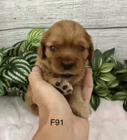 Lulu, a female Cavalier King Charles Spaniel for sale in West Point, IA – 1 of 6