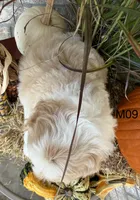 Toby, a male Cockapoo for sale in West Point, IA – 5 of 10
