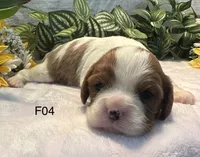 Luna, a female Cavalier King Charles Spaniel for sale in West Point, IA – 2 of 7