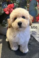 Ben, a male Maltipoo for sale in West Point, IA – 2 of 10