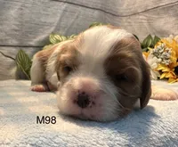 Milo, a male Cavalier King Charles Spaniel for sale in West Point, IA – 8 of 8