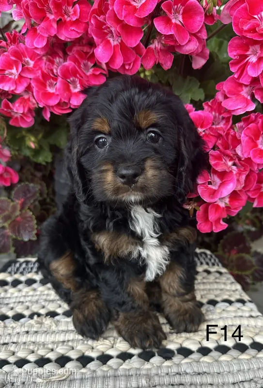 Sophie – Cockapoo puppy for sale in West Point, IA