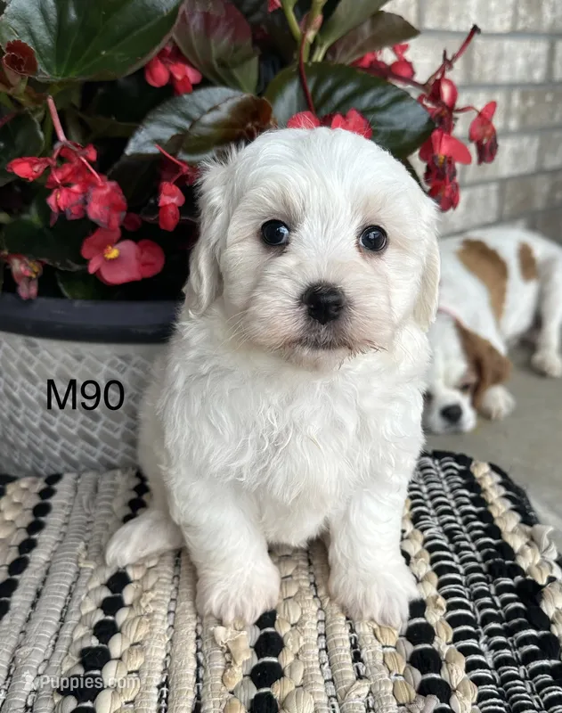 Ben – Maltipoo puppy for sale in West Point, IA